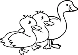 مجموعه ای از زیباترین تصاویر رنگ آمیزی اردک