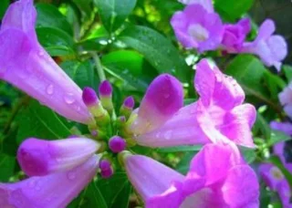 مجموعه ای از زیباترین ارکیده های سیر