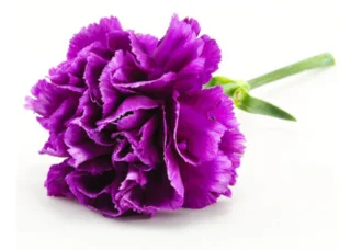 Colecție de cele mai frumoase garoafe purpurii