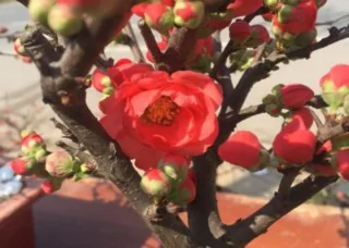 Summary of the most beautiful red apricot flowers featured on Tet holiday