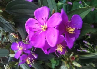 أجمل صور زهور سيم - معنى زهور سيم