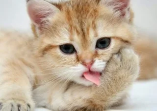 50 gambar anak kucing comel teratas
