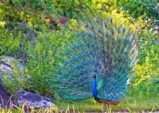 Foto burung yang paling indah di dunia