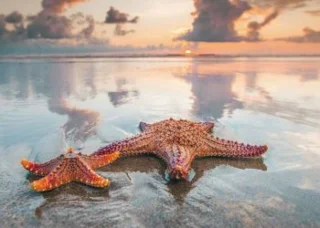 Dünyanın en güzel ve en tatlı 50 denizyıldızı resmi