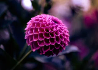 50 gambar dahlia terindah hari ini