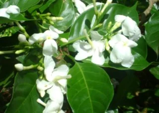 49 beautiful pictures of jasmine with a fragrant aroma