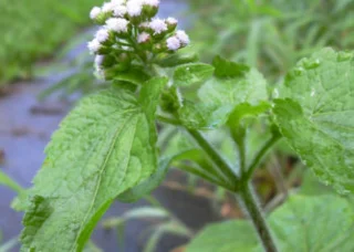 مجموعه تصاویر زیبا و معنی دار گل گوزن خوک