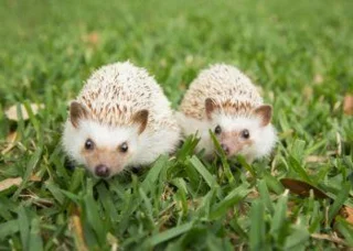 تلفیقی از زیباترین تصاویر خارپشت - عکس های زیبا و براق با عنوان جوجه تیغی مبارک