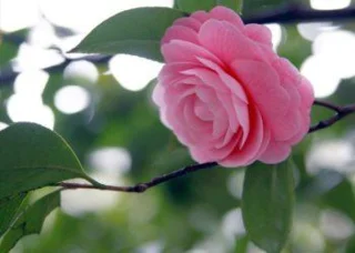 Sintetizza le più belle immagini di camelia