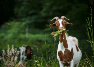 Koleksi gambar kambing yang paling indah