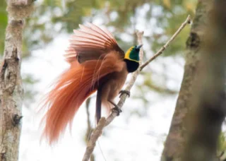 Ringkasan burung-burung syurga yang paling indah