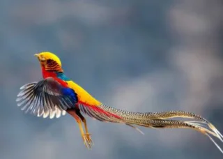Sintesis burung emas yang paling indah