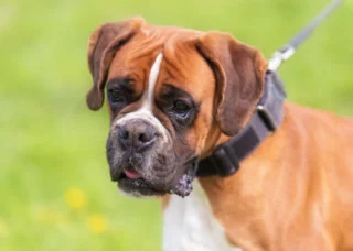 Koleksi gambar petinju - Anjing Berani Berani