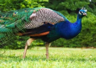 50 gambar merak berwarna paling indah di dunia