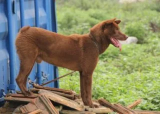 Resumen de las imágenes de perro HMong Coc más bellas