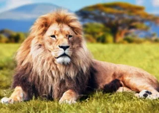 En güzel aslan görüntüsünün özeti