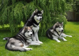 Koleksi anjing Alaskan yang lucu dan indah