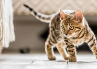 Summary of beautiful, lovely tabby cat