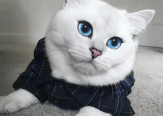 Menggabungkan gambar super comel kucing Inggeris berambut panjang yang paling indah