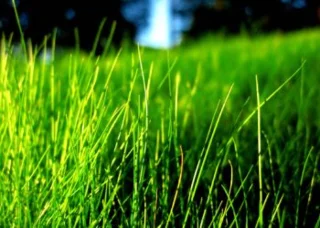 مجموعه ای از زیباترین تصاویر زمینه چمن سبز که نباید از دست برود