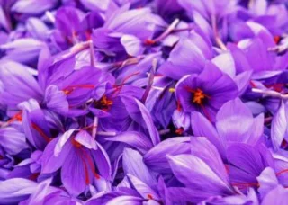 Combinando le più belle immagini di fiori di zafferano