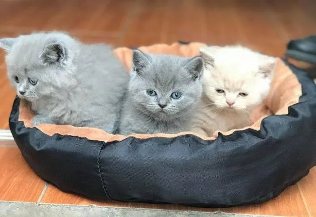 Ringkasan kucing berambut panjang Britain yang paling cantik