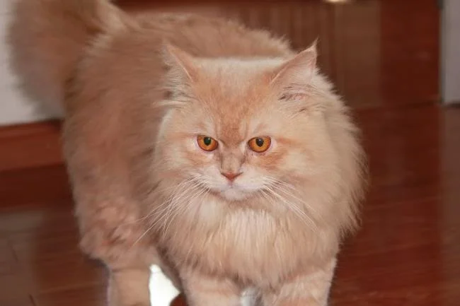 Ringkasan kucing berambut panjang Britain yang paling cantik