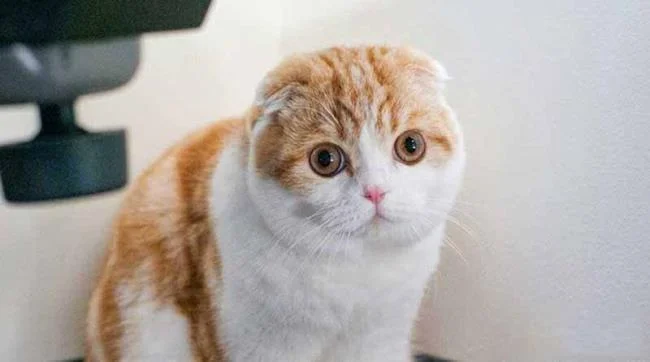 Ringkasan kucing berambut panjang Britain yang paling cantik
