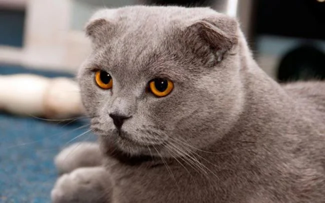 Ringkasan kucing berambut panjang Britain yang paling cantik