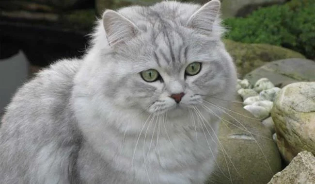 Ringkasan kucing berambut panjang Britain yang paling cantik