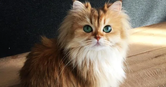 Ringkasan kucing berambut panjang Britain yang paling cantik