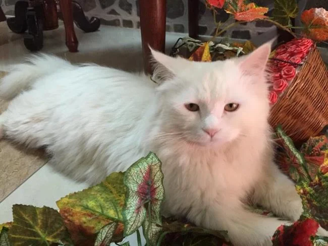 Ringkasan kucing berambut panjang Britain yang paling cantik