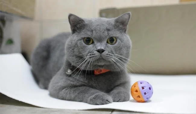 Ringkasan kucing berambut panjang Britain yang paling cantik