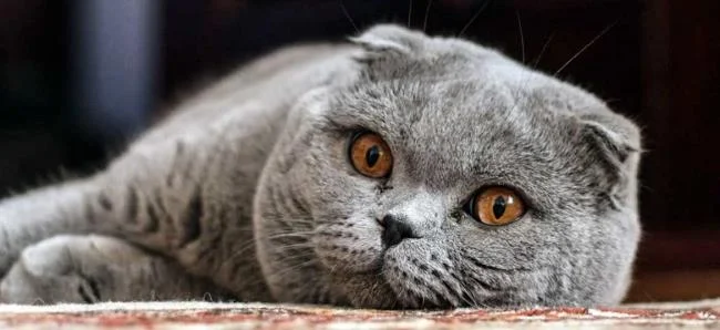 Ringkasan kucing berambut panjang Britain yang paling cantik