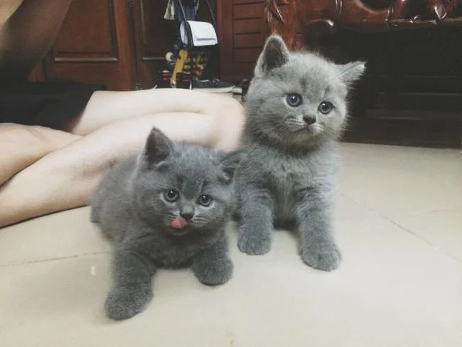 Ringkasan kucing berambut panjang Britain yang paling cantik