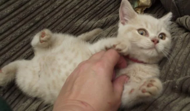 Ringkasan kucing berambut panjang Britain yang paling cantik