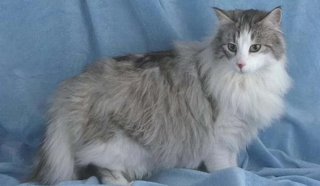 Ringkasan kucing berambut panjang Britain yang paling cantik