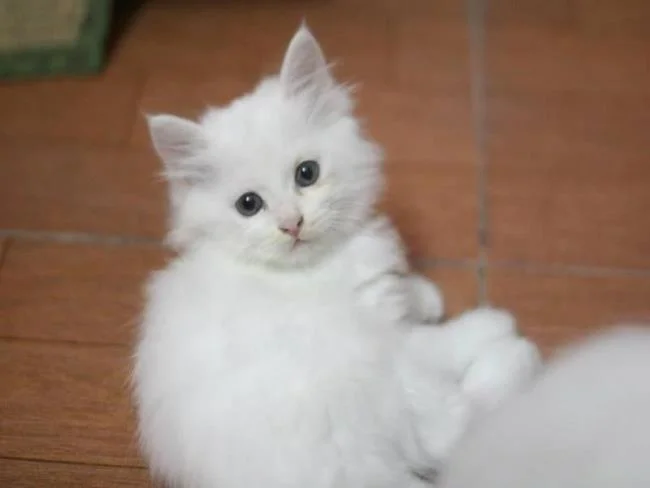 Ringkasan kucing berambut panjang Britain yang paling cantik