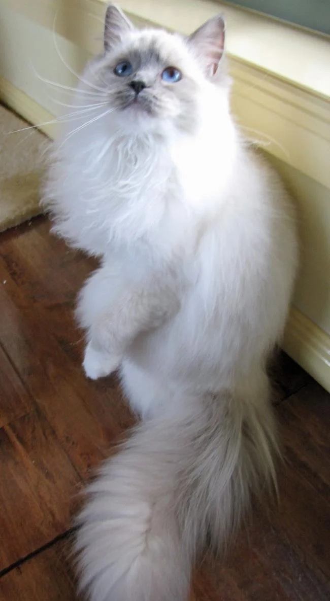 Ringkasan kucing berambut panjang Britain yang paling cantik