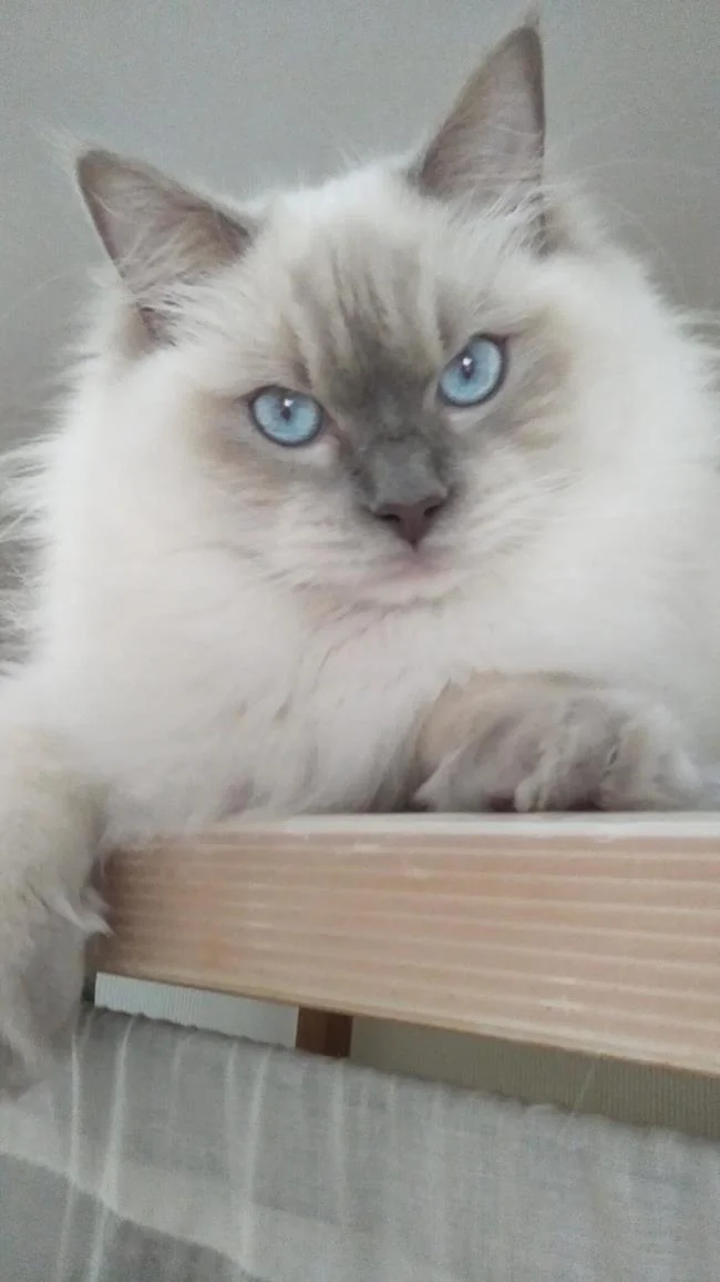 Ringkasan kucing berambut panjang Britain yang paling cantik