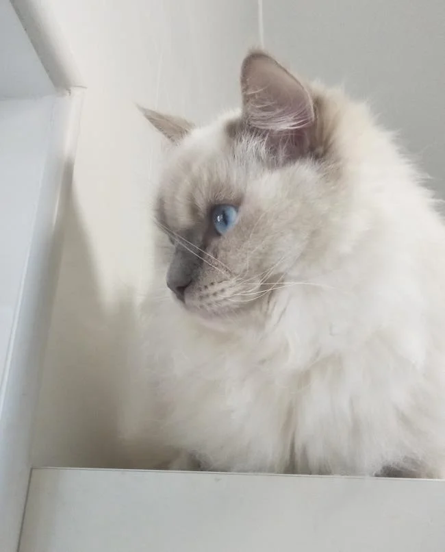 Ringkasan kucing berambut panjang Britain yang paling cantik
