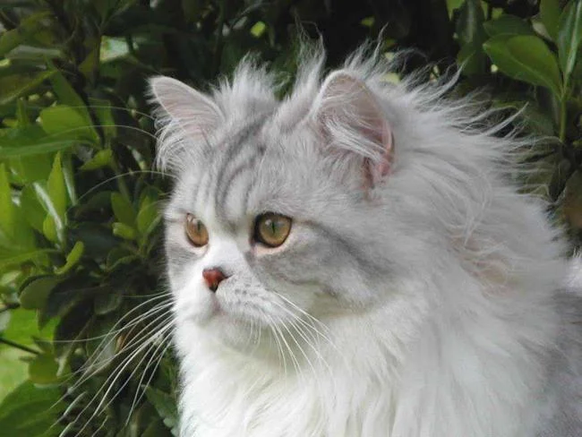 Ringkasan kucing berambut panjang Britain yang paling cantik