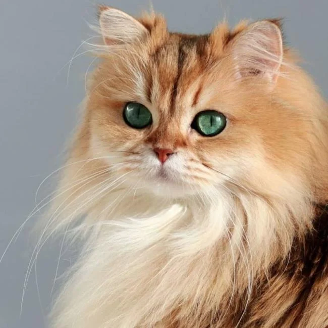 Ringkasan kucing berambut panjang Britain yang paling cantik