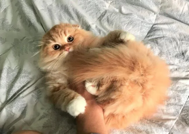 Ringkasan kucing berambut panjang Britain yang paling cantik