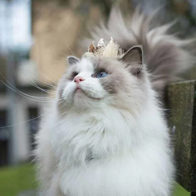 Ringkasan kucing berambut panjang Britain yang paling cantik