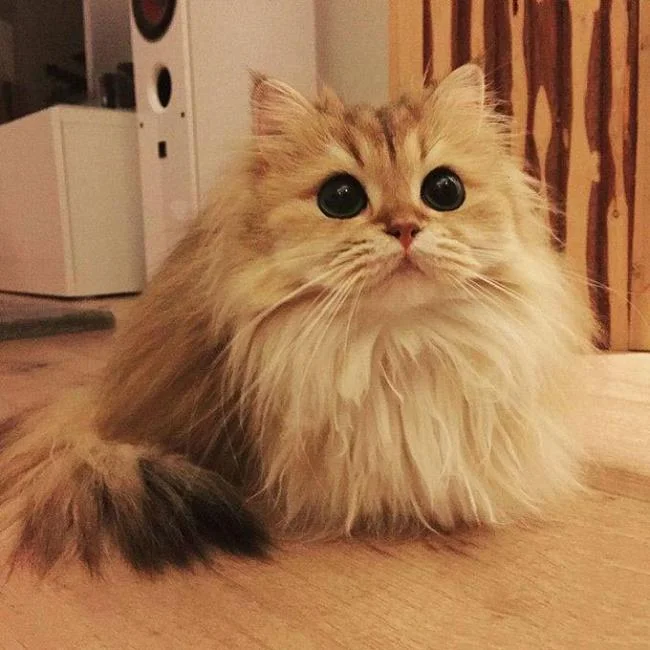 Ringkasan kucing berambut panjang Britain yang paling cantik
