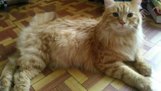 Ringkasan kucing berambut panjang Britain yang paling cantik