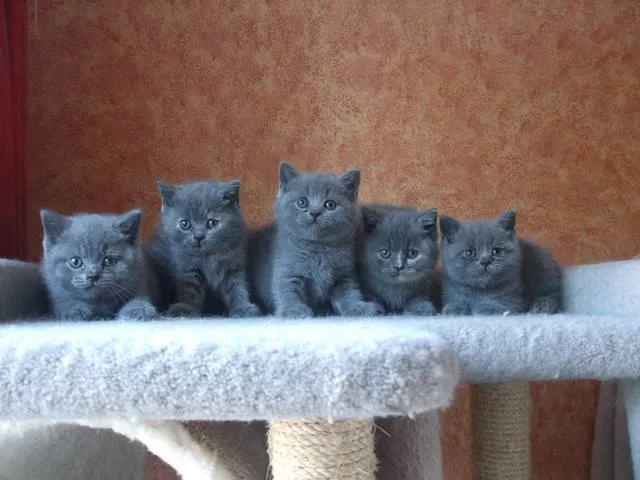 Ringkasan kucing berambut panjang Britain yang paling cantik