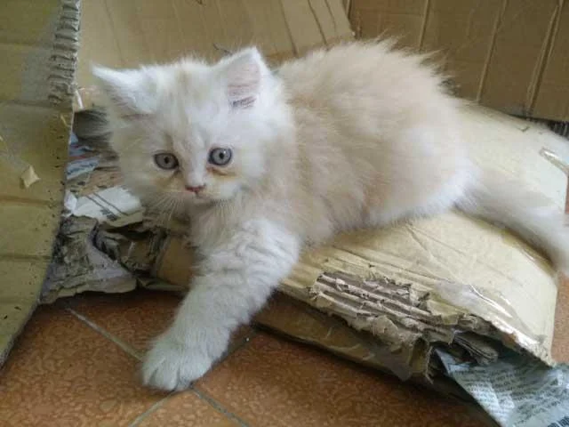 Ringkasan kucing berambut panjang Britain yang paling cantik