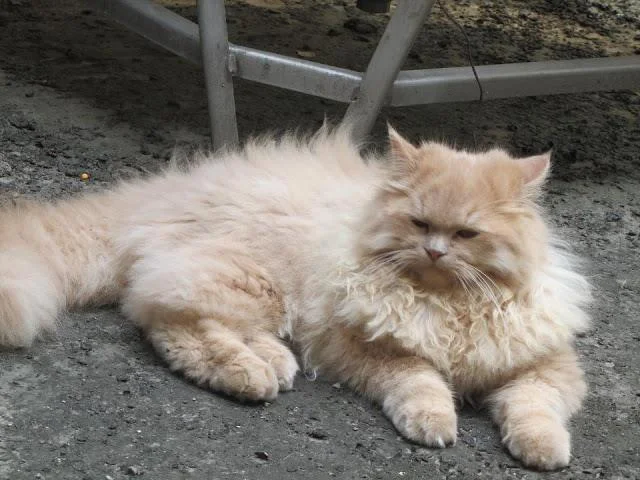 Ringkasan kucing berambut panjang Britain yang paling cantik